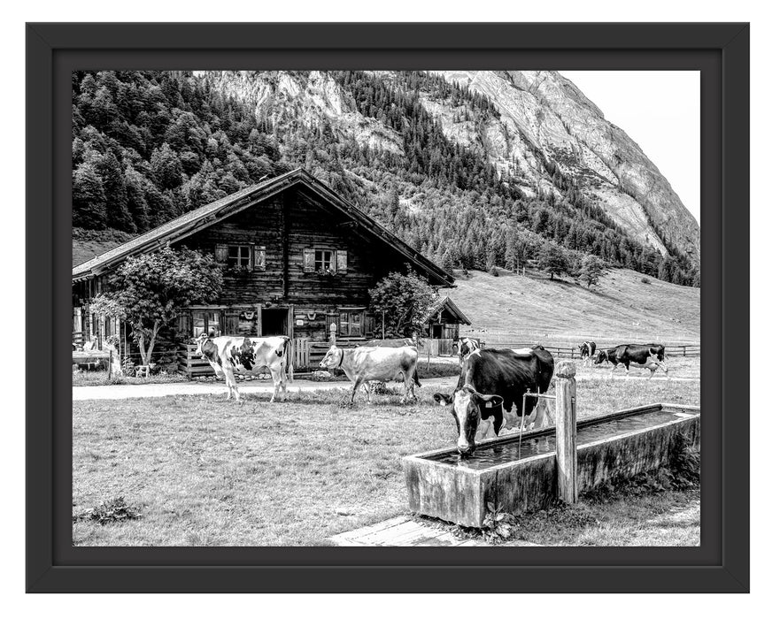 Pixxprint Kühe vor Blochhütte auf Albenweide, Monochrome, im Schwebe-Effekt Bilderrahmen