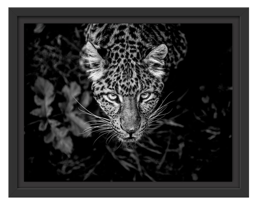 Pixxprint gefährlicher Panther im Wald von oben, Monochrome, im Schwebe-Effekt Bilderrahmen