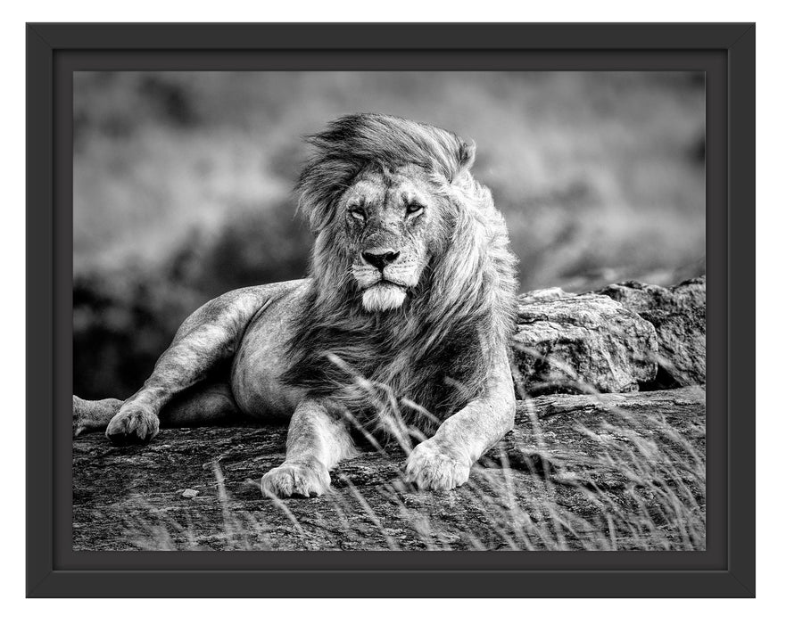 Pixxprint Mächtiger Tiger auf Felsen in Savanne, Monochrome, im Schwebe-Effekt Bilderrahmen