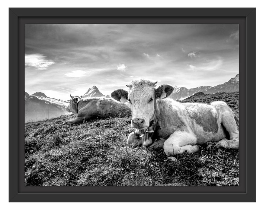 Pixxprint Simmentaler Kühe vor Schweizer Alpen, Monochrome, im Schwebe-Effekt Bilderrahmen