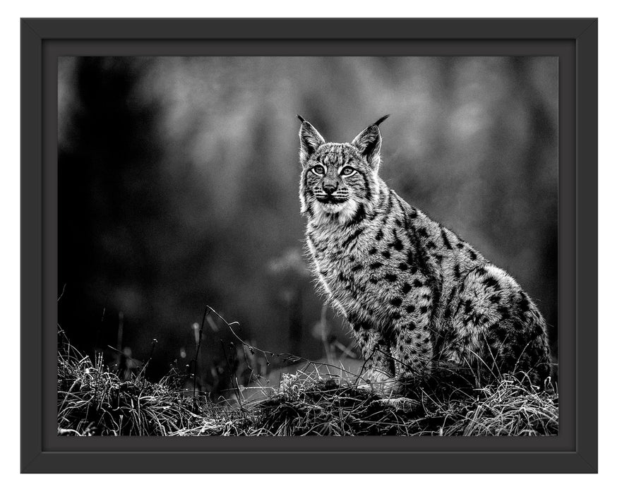 Pixxprint Europäischer Luchs auf Wiese, Monochrome, im Schwebe-Effekt Bilderrahmen