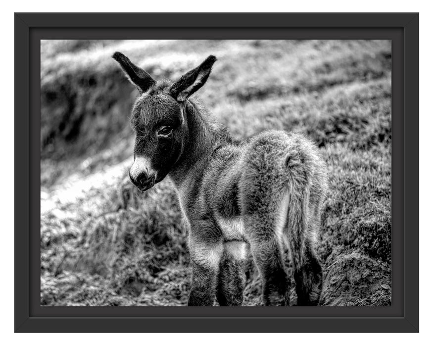 Pixxprint Niedliches Eselkind auf Bergwiese, Monochrome, im Schwebe-Effekt Bilderrahmen