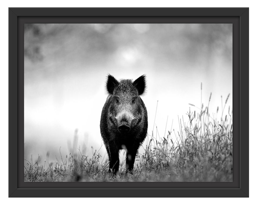 Pixxprint Wildschweinauf einer Wiese im Nebel, Monochrome, im Schwebe-Effekt Bilderrahmen