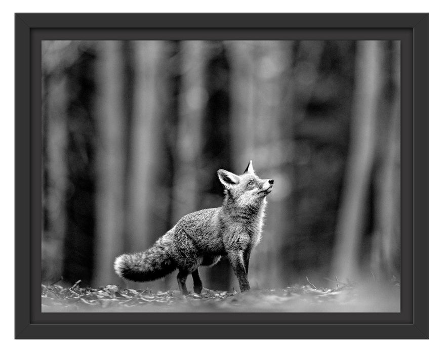 Pixxprint Neugieriger Fuchs im Herbstwald, Monochrome, im Schwebe-Effekt Bilderrahmen