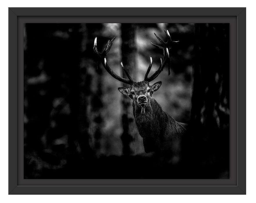 Pixxprint Hirsch im Wald schaut neugierig in die Kamera, Monochrome, im Schwebe-Effekt Bilderrahmen