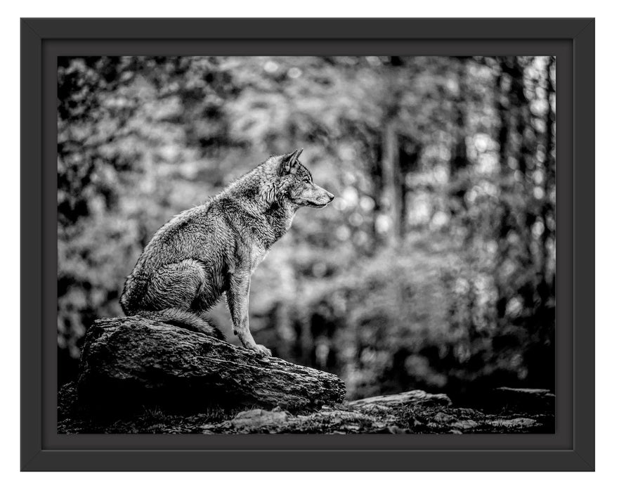 Pixxprint Wolf sitzt auf einem Stein im Herbstwald, Monochrome, im Schwebe-Effekt Bilderrahmen