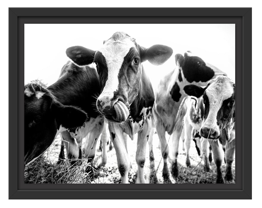 Pixxprint Kühe weiden in der Sonne auf grüner Alm, Monochrome, im Schwebe-Effekt Bilderrahmen