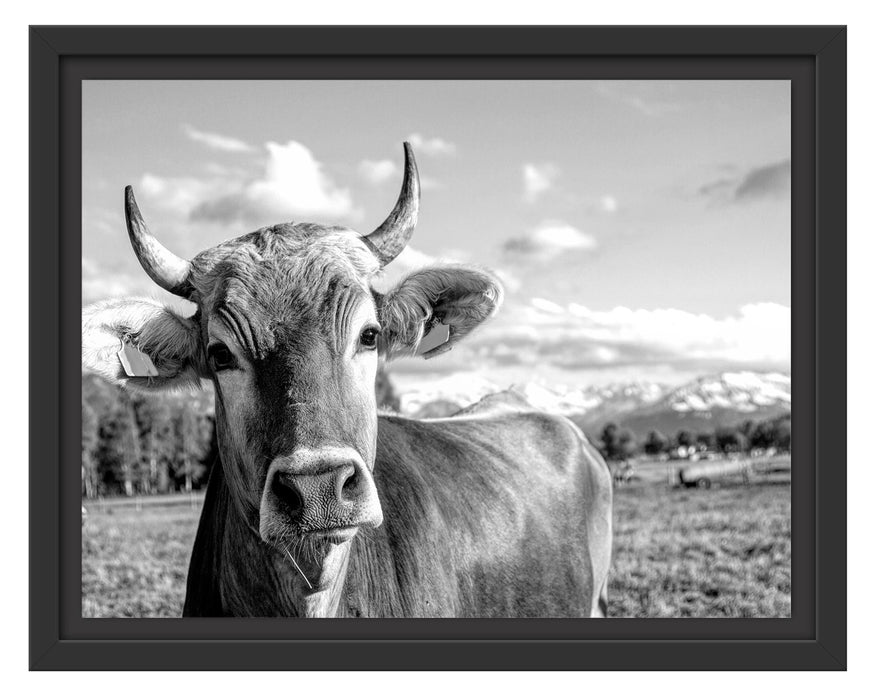 Pixxprint Neugierige Kuh auf Weide im Allgäu, Monochrome, im Schwebe-Effekt Bilderrahmen