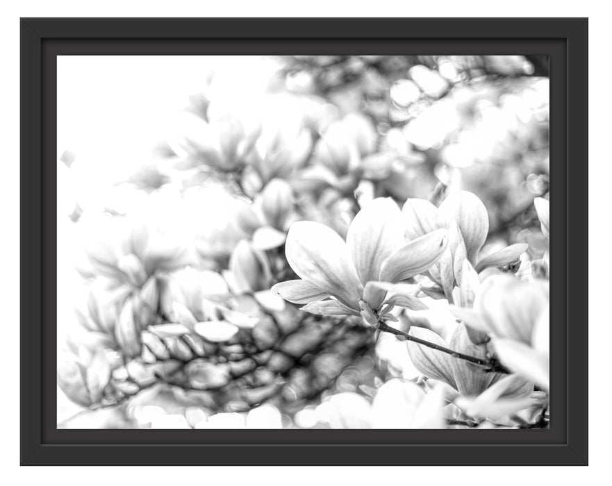 Pixxprint Nahaufnahme blühender Magnolienbaum, Monochrome, im Schwebe-Effekt Bilderrahmen