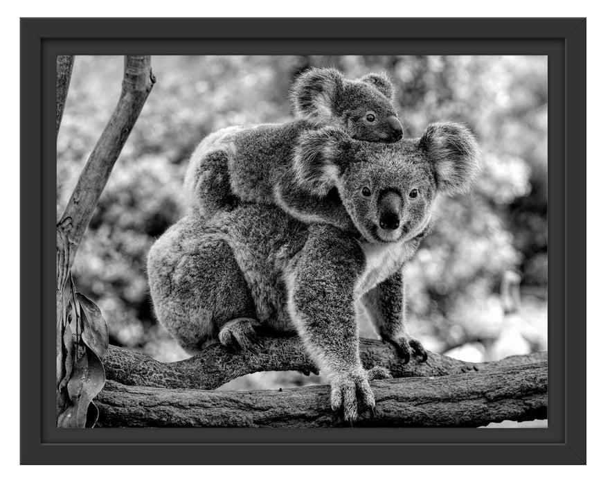 Pixxprint Koala Mutter mit Kind auf dem Rücken, Monochrome, im Schwebe-Effekt Bilderrahmen