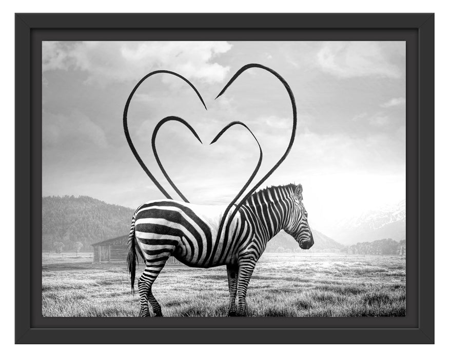 Pixxprint Zebra mit Herzbotschaft in der Savanne, Monochrome, im Schwebe-Effekt Bilderrahmen
