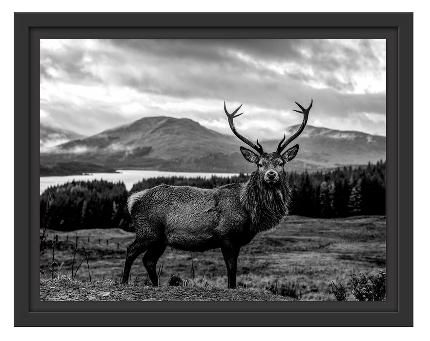 Pixxprint Hirsch in atemberaubender Landschaft, Monochrome, im Schwebe-Effekt Bilderrahmen