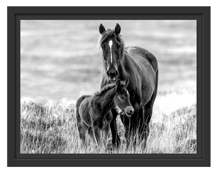Pixxprint Pferdemutter mit Fohlen auf Wiese, Monochrome, im Schwebe-Effekt Bilderrahmen