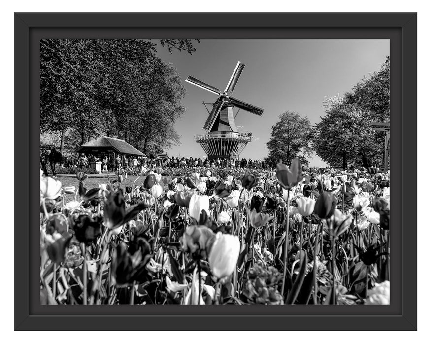 Pixxprint Holländisches Tulpenmeer vor Windmühle, Monochrome, im Schwebe-Effekt Bilderrahmen