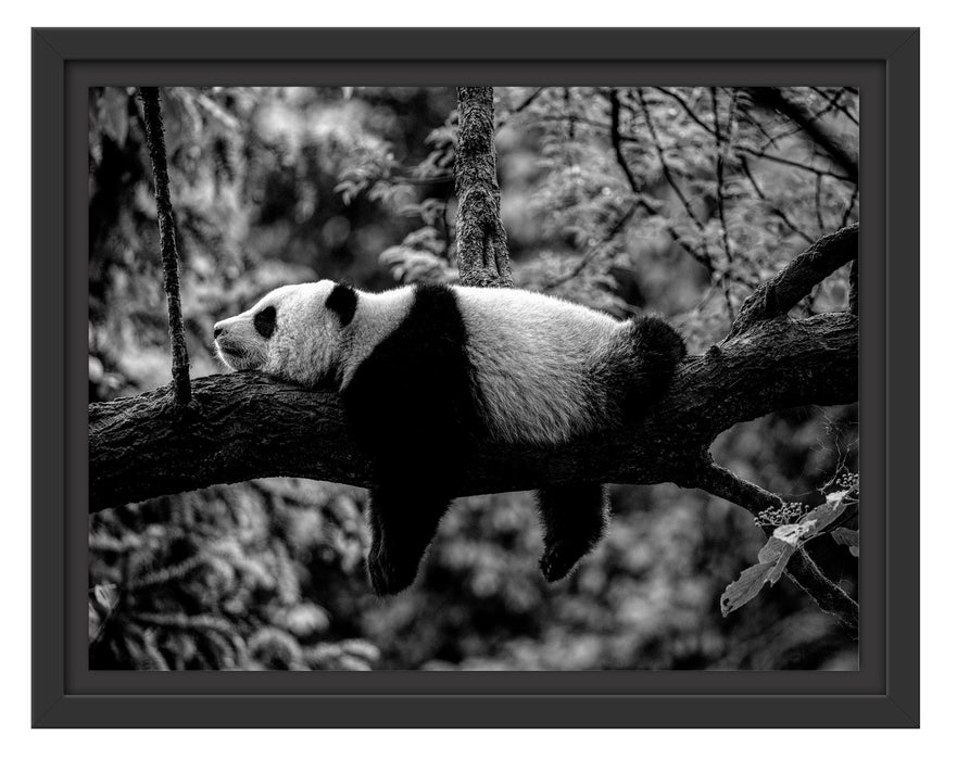 Pixxprint Schlafender Panda auf Baumstamm, Monochrome, im Schwebe-Effekt Bilderrahmen