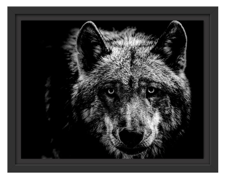 Pixxprint Nahaufnahme Wolf mit gelben Augen, Monochrome, im Schwebe-Effekt Bilderrahmen