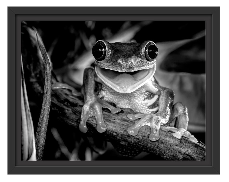 Pixxprint Lachender Frosch mit roten Augen auf Ast, Monochrome, im Schwebe-Effekt Bilderrahmen
