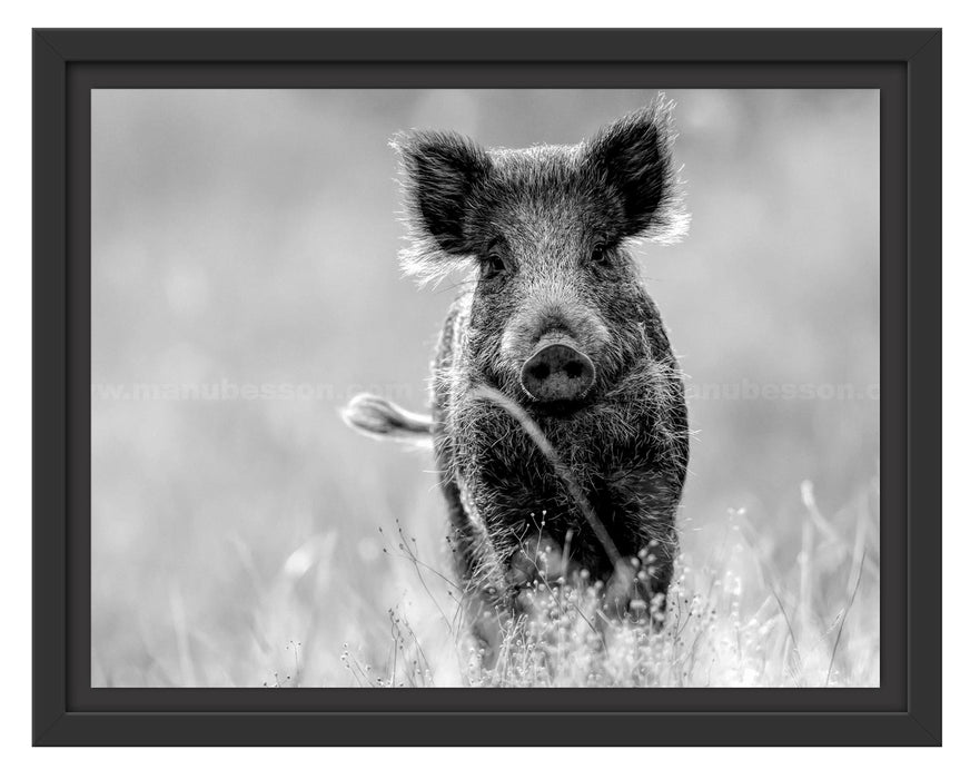 Pixxprint Neugieriges Wildschwein auf einem Feld, Monochrome, im Schwebe-Effekt Bilderrahmen