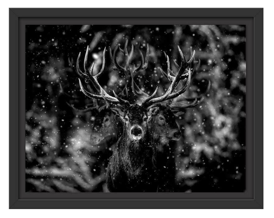 Pixxprint Machtvoller Hirsch im Winterwald, Monochrome, im Schwebe-Effekt Bilderrahmen