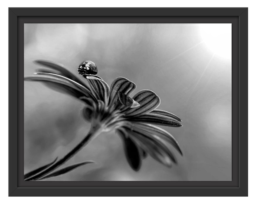 Pixxprint Merienkäfer auf roter Blüte Nahaufnahme, Monochrome, im Schwebe-Effekt Bilderrahmen