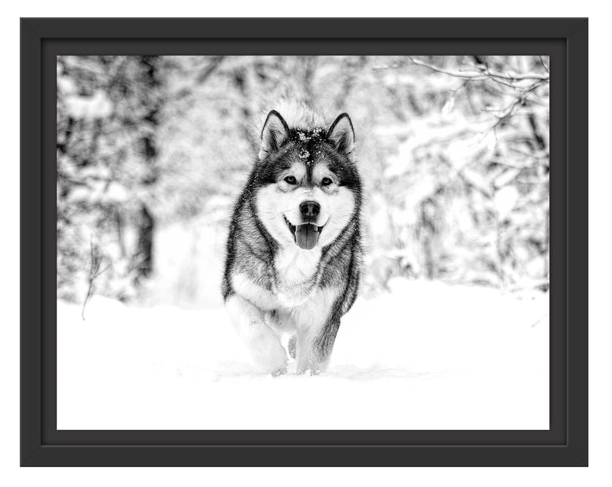 Pixxprint Sibirischer Husky im Winterwald, Monochrome, im Schwebe-Effekt Bilderrahmen