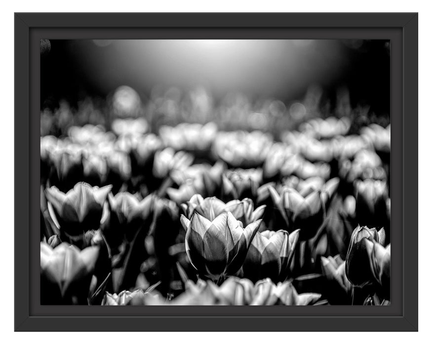 Pixxprint Nahaufnahme zweifarbige Tulpen, Monochrome, im Schwebe-Effekt Bilderrahmen