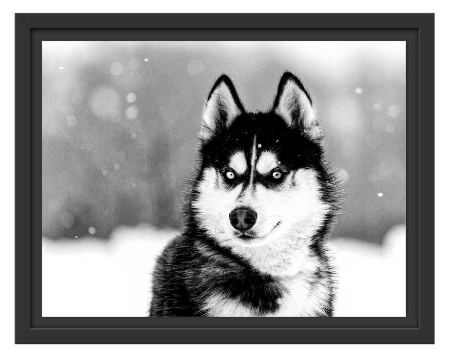 Pixxprint Husky mit unterschiedlichen Augenfarben, Monochrome, im Schwebe-Effekt Bilderrahmen