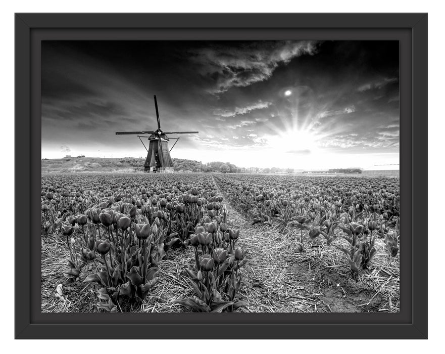 Pixxprint Tulpenfeld mit Mühle bei Sonnenuntergang, Monochrome, im Schwebe-Effekt Bilderrahmen
