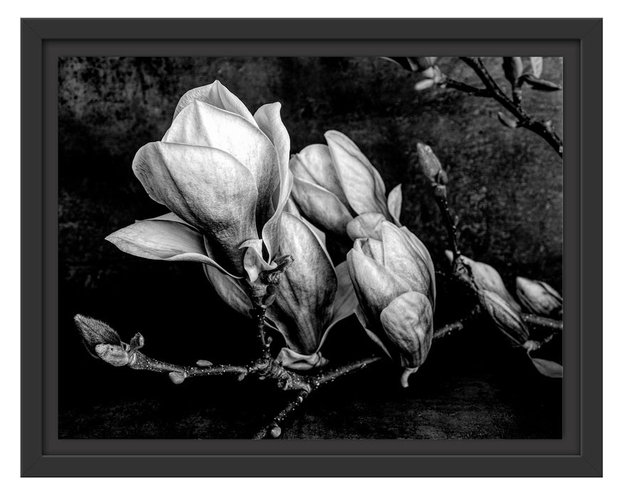 Pixxprint Aufblühende Magnolie isoliert, Monochrome, im Schwebe-Effekt Bilderrahmen