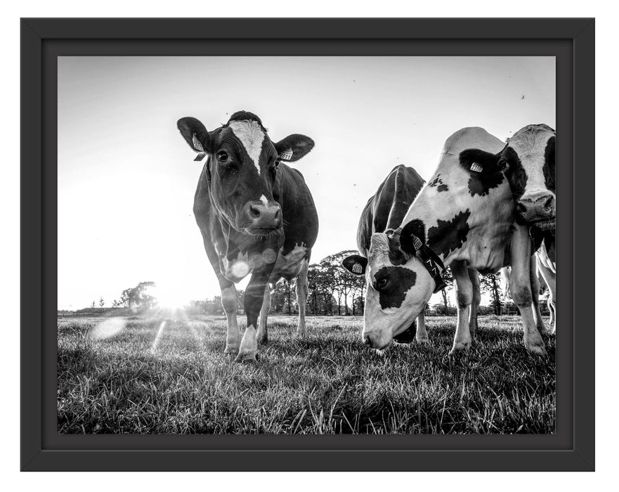 Pixxprint Kühe grasen auf Wiese bei Sonnenuntergang, Monochrome, im Schwebe-Effekt Bilderrahmen