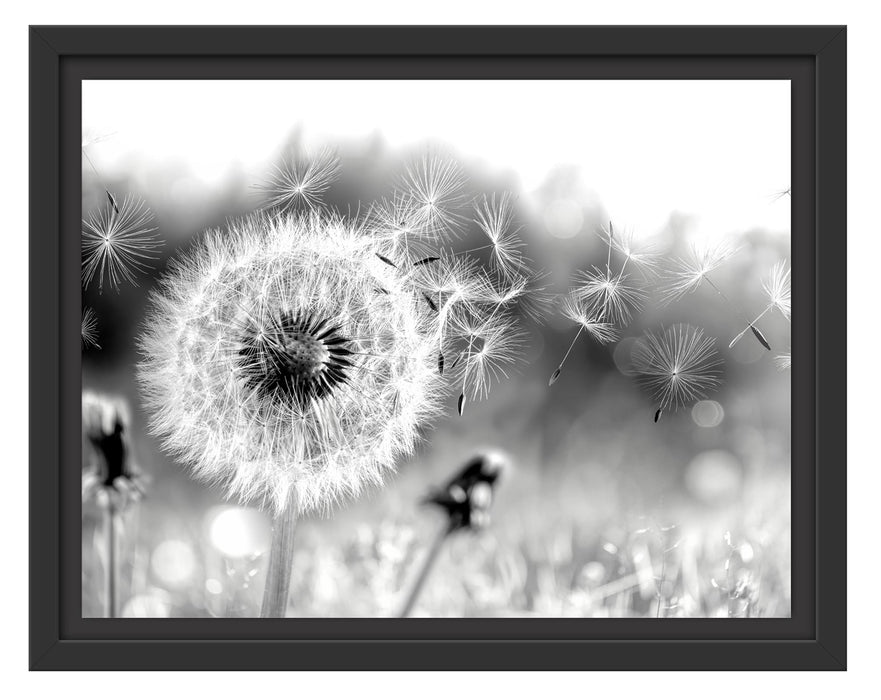 Pixxprint Nahaufnahme Pusteblume Sonnenuntergang, Monochrome, im Schwebe-Effekt Bilderrahmen