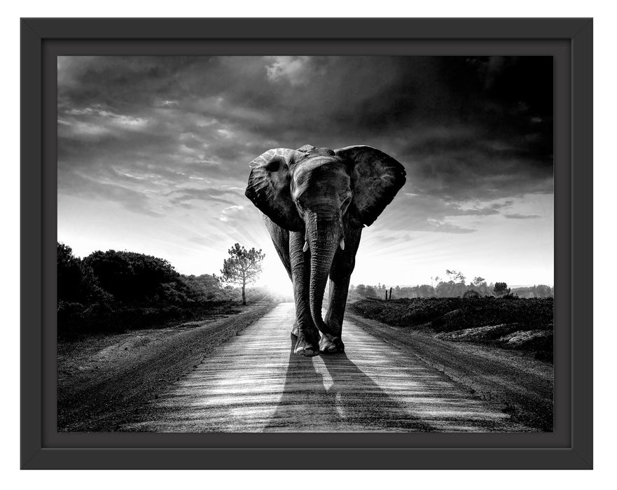 Pixxprint Elefant frontal auf Straße laufend, Monochrome, im Schwebe-Effekt Bilderrahmen