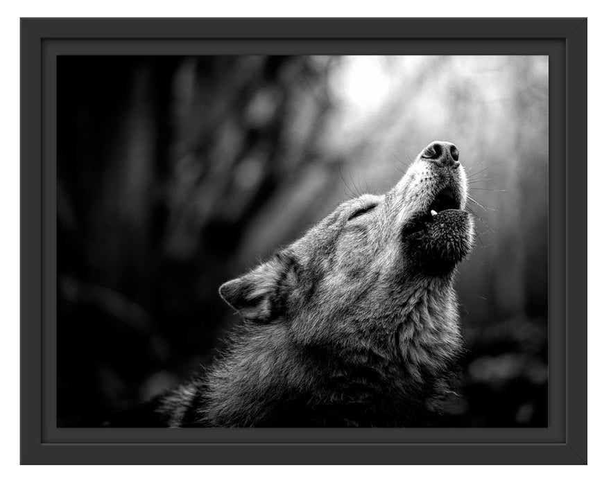 Pixxprint Heulender Wolf Nahaufnahme, Monochrome, im Schwebe-Effekt Bilderrahmen