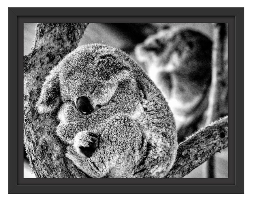 Pixxprint Koala schläft eingekuschelt im Baum, Monochrome, im Schwebe-Effekt Bilderrahmen