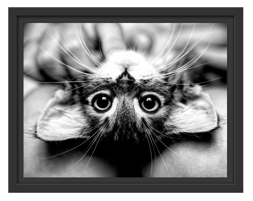 Pixxprint Nahaufnahme Kätzchen auf dem Rücken, Monochrome, im Schwebe-Effekt Bilderrahmen
