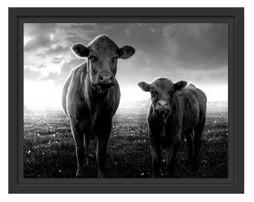 Pixxprint Kuh und Kalb im Sonnenuntergang auf Wiese, Monochrome, im Schwebe-Effekt Bilderrahmen