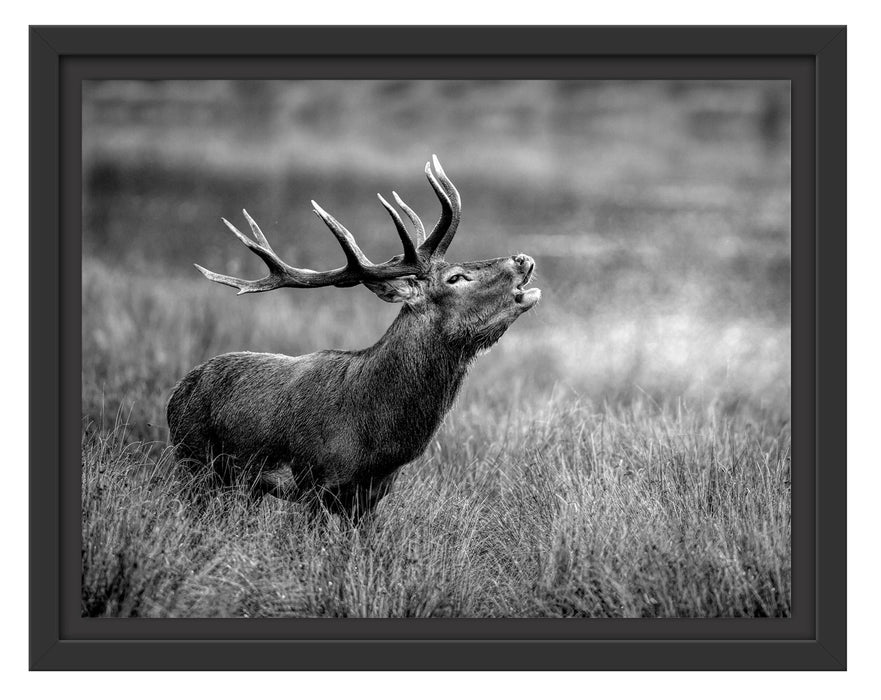 Pixxprint Röhrender Hirsch im Feld, Monochrome, im Schwebe-Effekt Bilderrahmen
