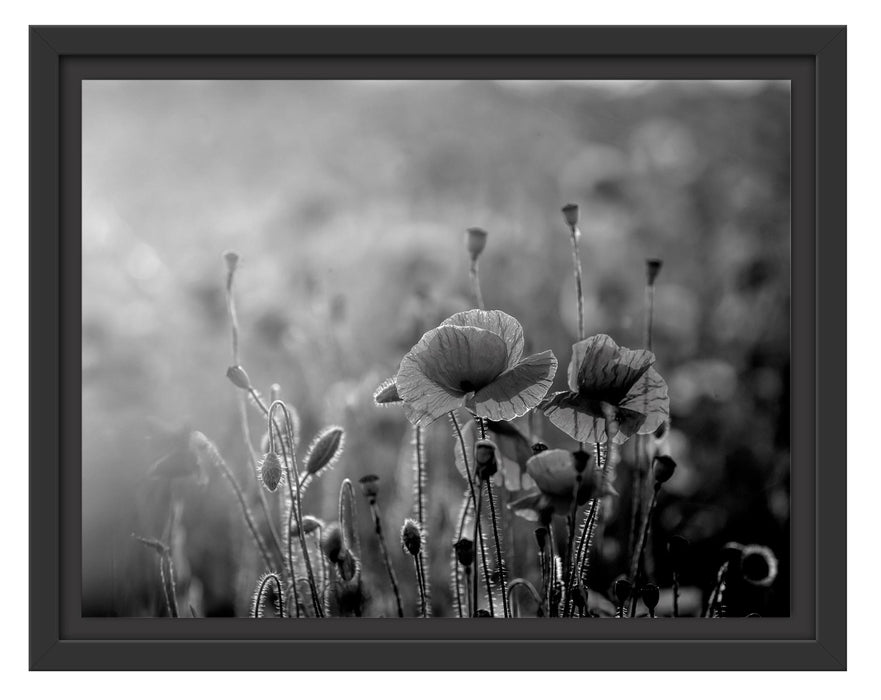 Pixxprint Mohnblumenfeld, Monochrome, im Schwebe-Effekt Bilderrahmen