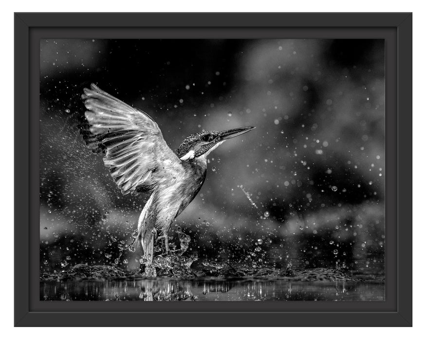 Pixxprint Eisvogel auf der Jagd nach Fischen, Monochrome, im Schwebe-Effekt Bilderrahmen