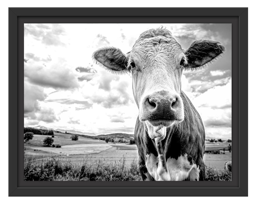 Pixxprint Nahaufnahme Kuh auf grüner Weide, Monochrome, im Schwebe-Effekt Bilderrahmen