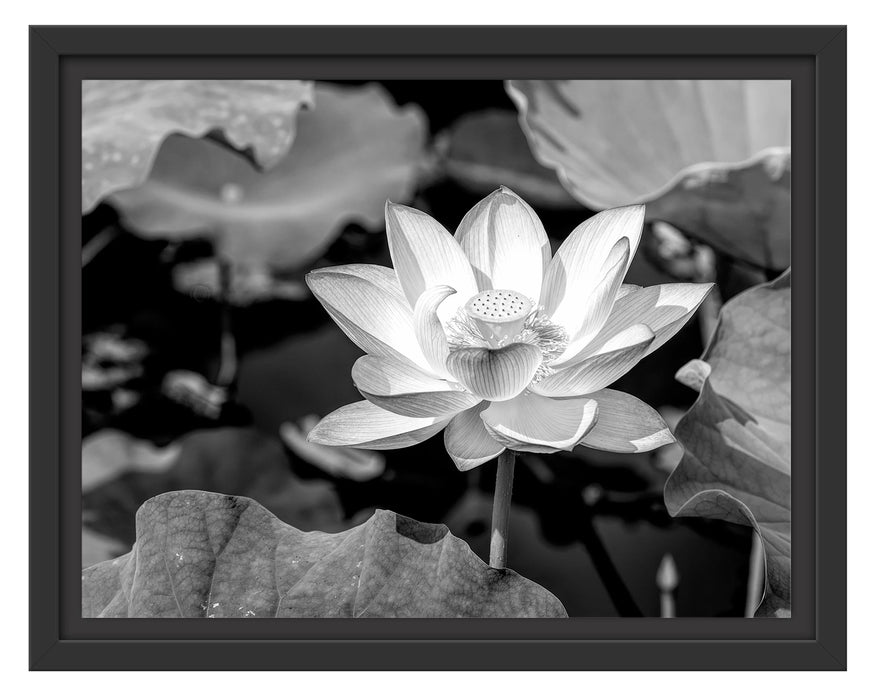 Pixxprint Rosa blühender Lotus Nahaufnahme, Monochrome, im Schwebe-Effekt Bilderrahmen