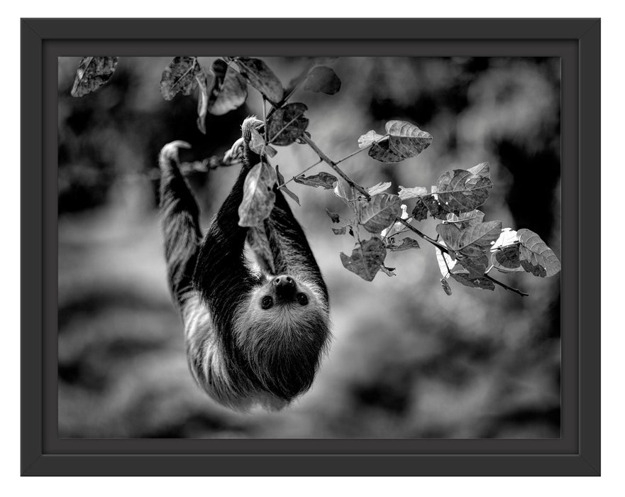 Pixxprint Faultier klettert an grünem Ast entlang, Monochrome, im Schwebe-Effekt Bilderrahmen