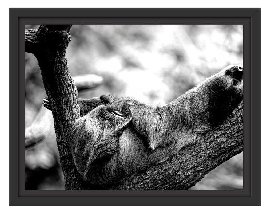 Pixxprint Schlafendes Faultier in Astgabel, Monochrome, im Schwebe-Effekt Bilderrahmen