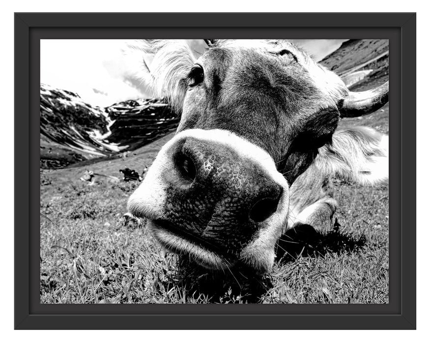Pixxprint Kuhschnauze Nahaufnahme, Monochrome, im Schwebe-Effekt Bilderrahmen