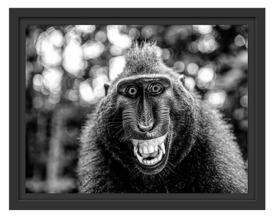 Pixxprint Lustiger Affe lacht mit offenem Maul, Monochrome, im Schwebe-Effekt Bilderrahmen