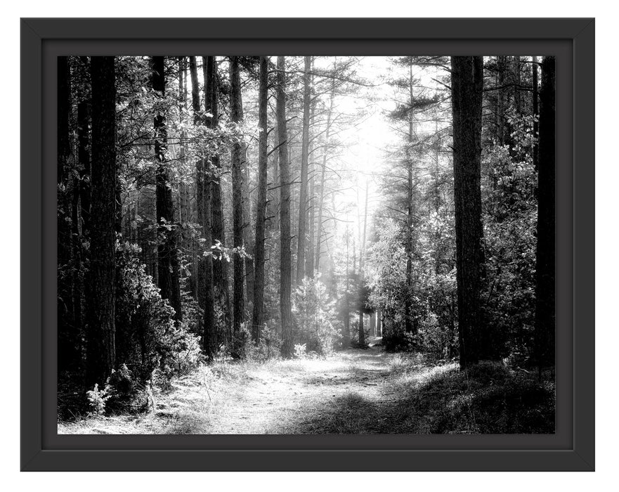 Pixxprint Sonnige Lichtung im Herbstwald, Monochrome, im Schwebe-Effekt Bilderrahmen