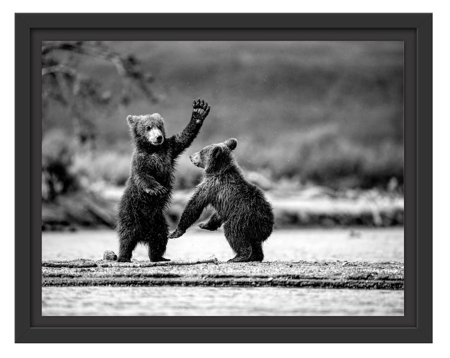 Pixxprint Junge Braunbären spielen am Fluss, Monochrome, im Schwebe-Effekt Bilderrahmen