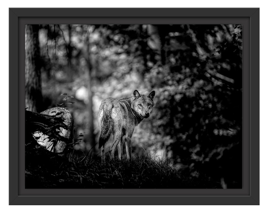 Pixxprint Ängstlicher Wolf im Wald, Monochrome, im Schwebe-Effekt Bilderrahmen