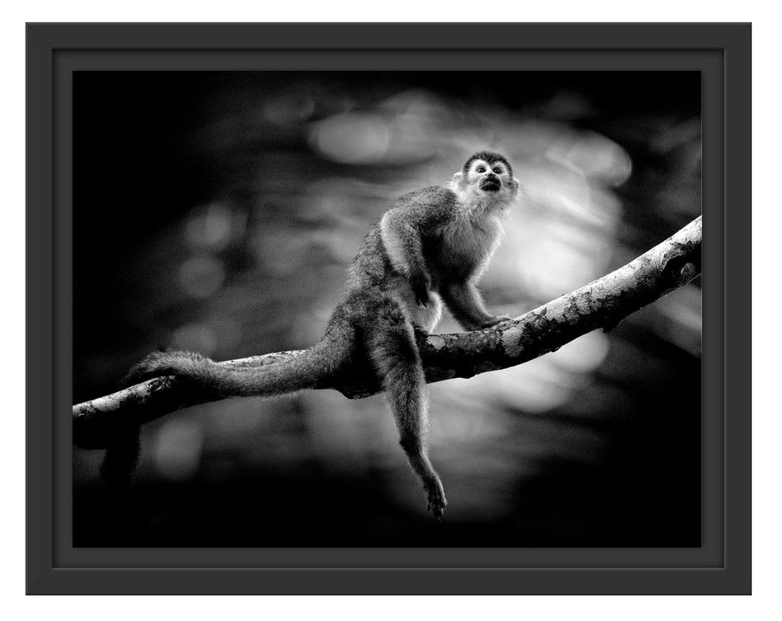 Pixxprint Kleines Äffchen auf Ast im Regenwald, Monochrome, im Schwebe-Effekt Bilderrahmen