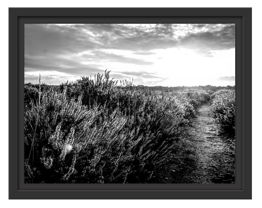 Pixxprint Lavendellandschaft bei Sonnenuntergang, Monochrome, im Schwebe-Effekt Bilderrahmen